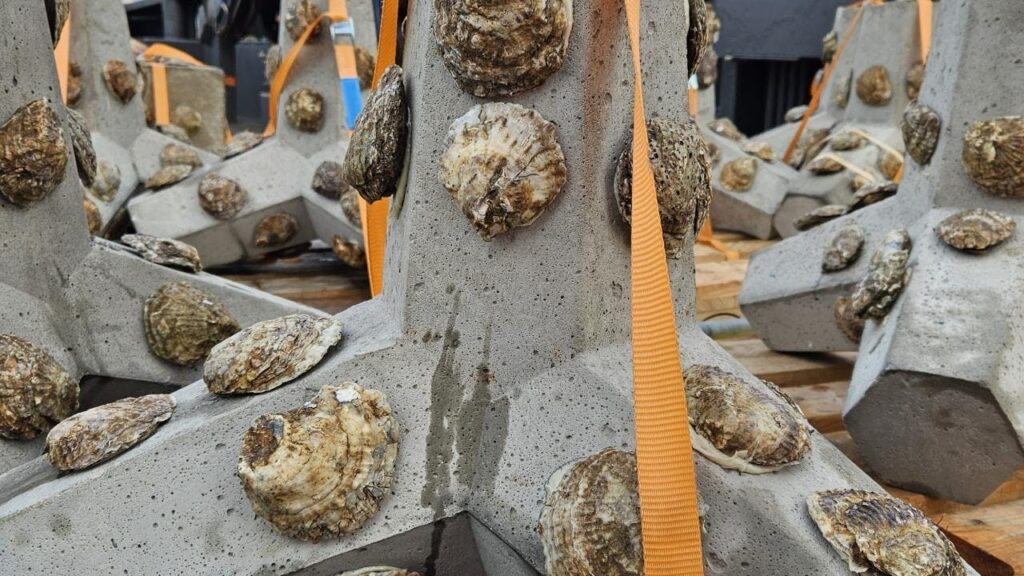 Portable oyster structures deployed close to North Sea Borssele wind farm